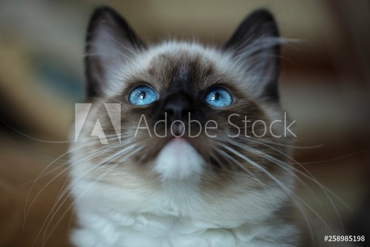 Picture of Very beautiful bright kittens blue and expressive eyes